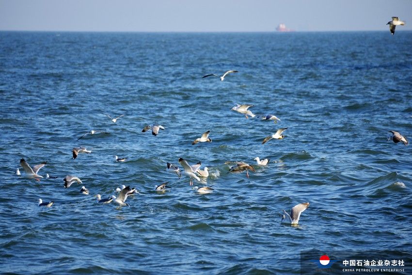 海鸥戏水