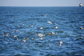 海鸥戏水